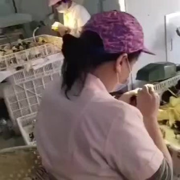 鸡鸭鹅苗