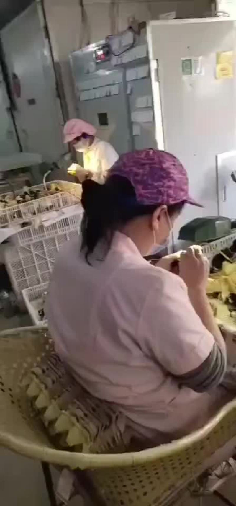 鸡鸭鹅苗