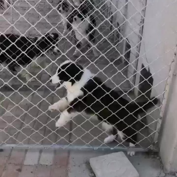边牧犬三个月疫苗齐全自养自销全国包邮