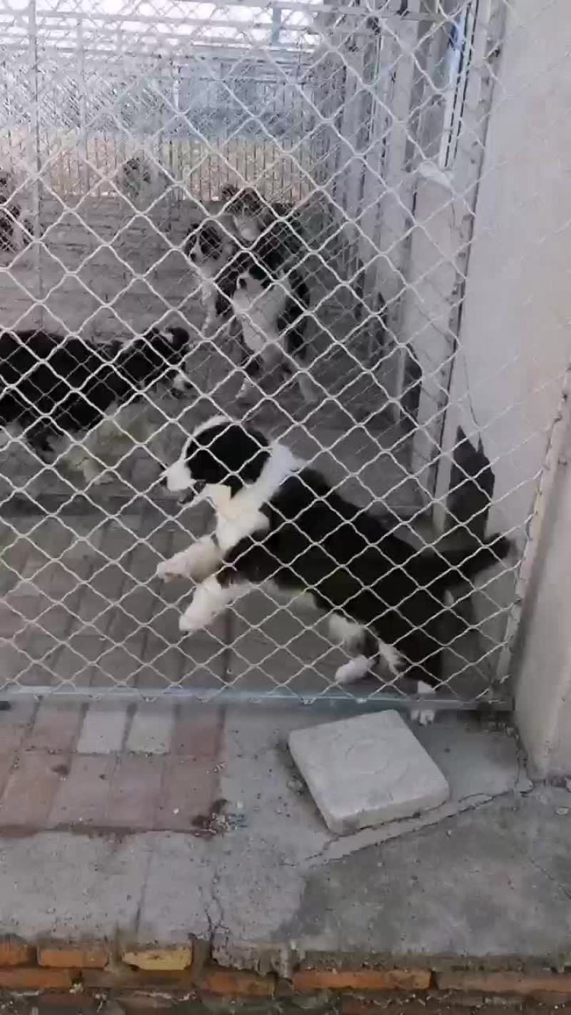 边牧犬三个月疫苗齐全自养自销全国包邮
