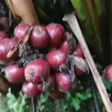 云南盈江草果