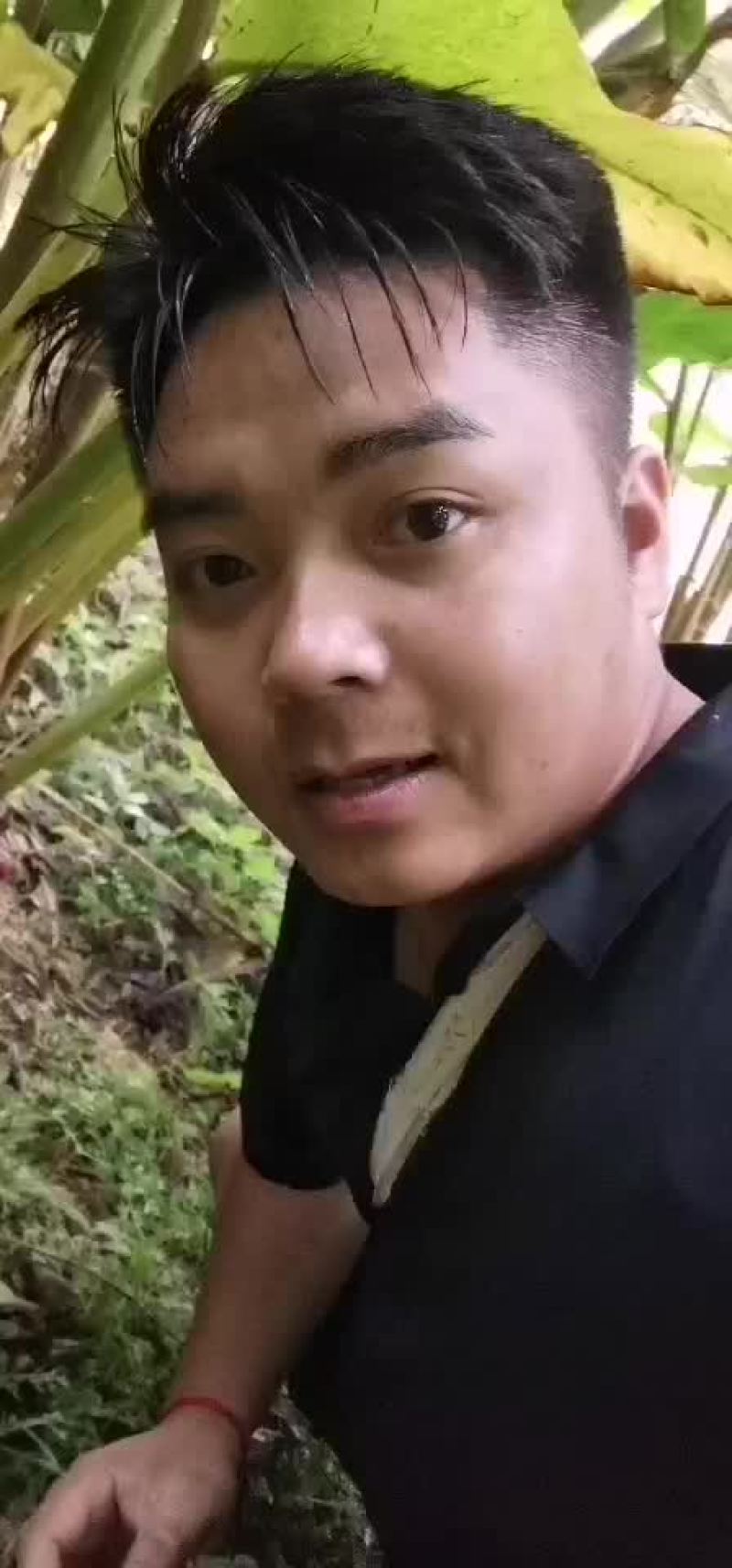 云南盈江草果