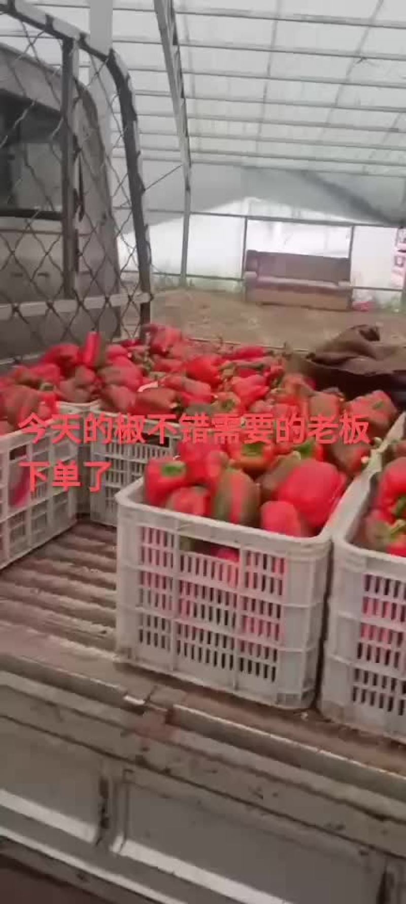 红黄彩椒