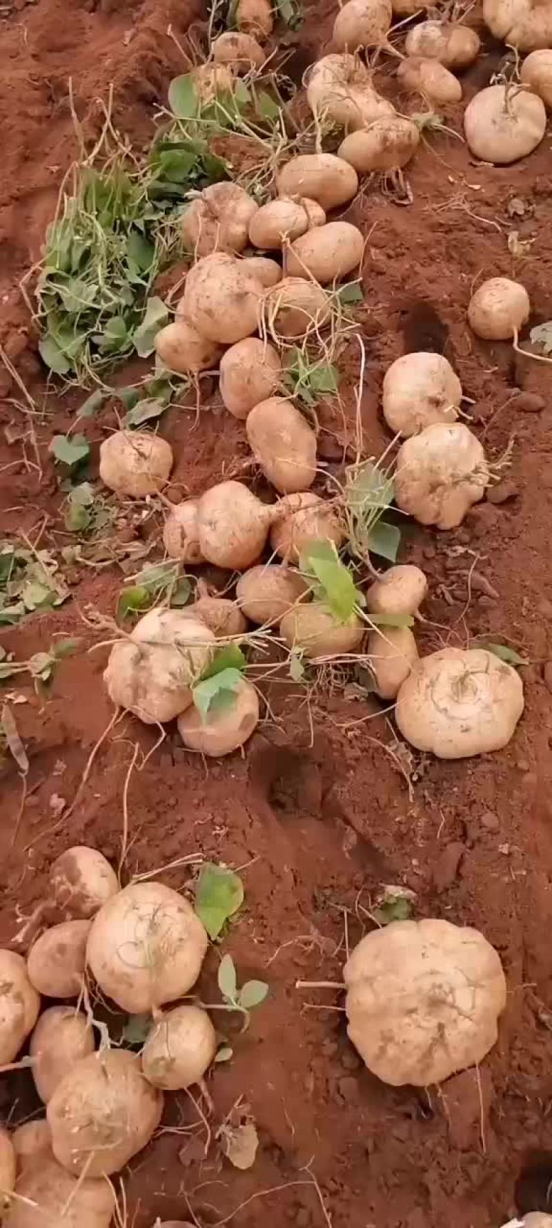 黄泥凉薯