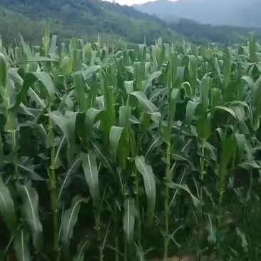 鲜玉米