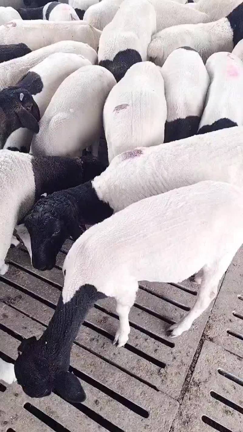黑头杜泊绵羊出售中需要的联系