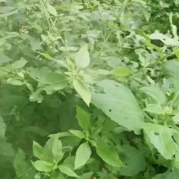 农场转让