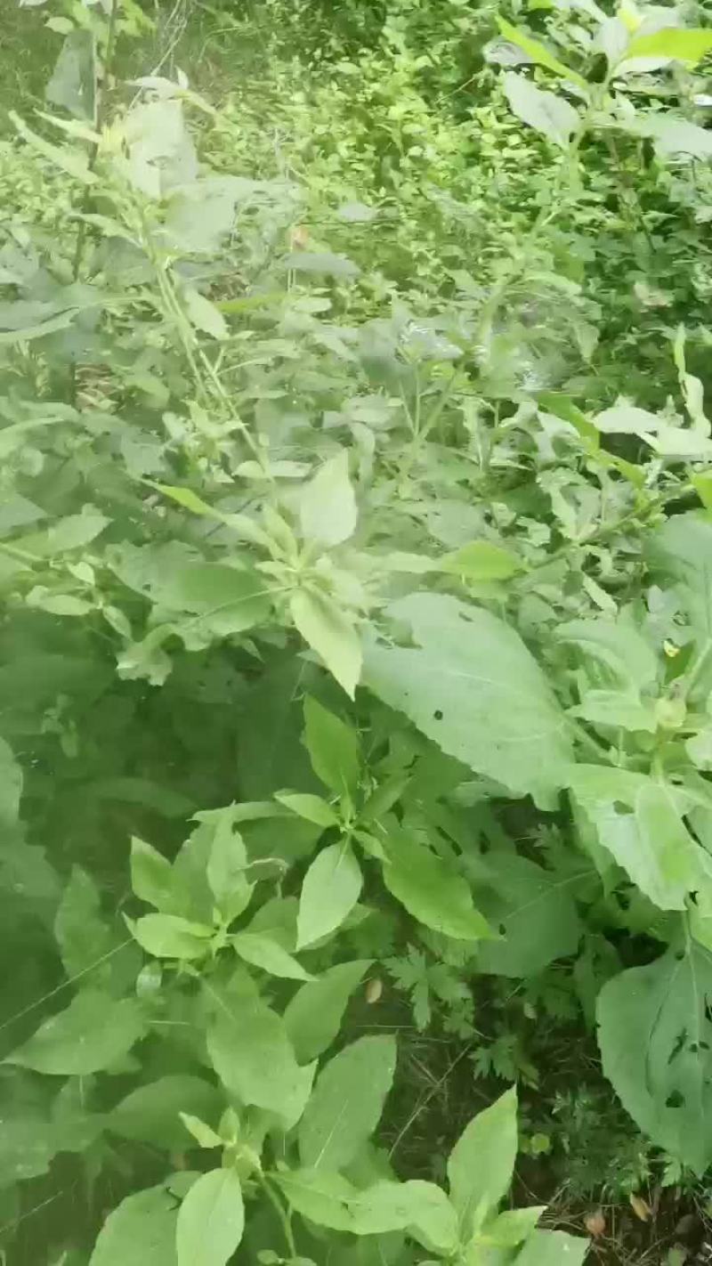 农场转让
