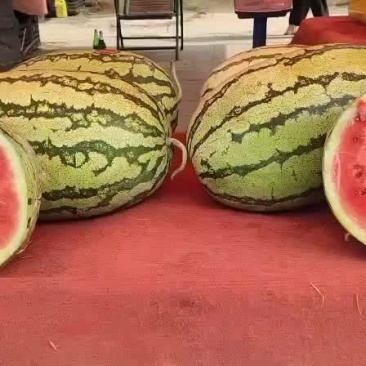 正宗宁夏旱地西瓜