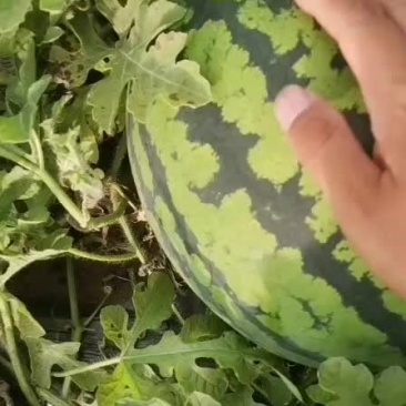 东北西瓜