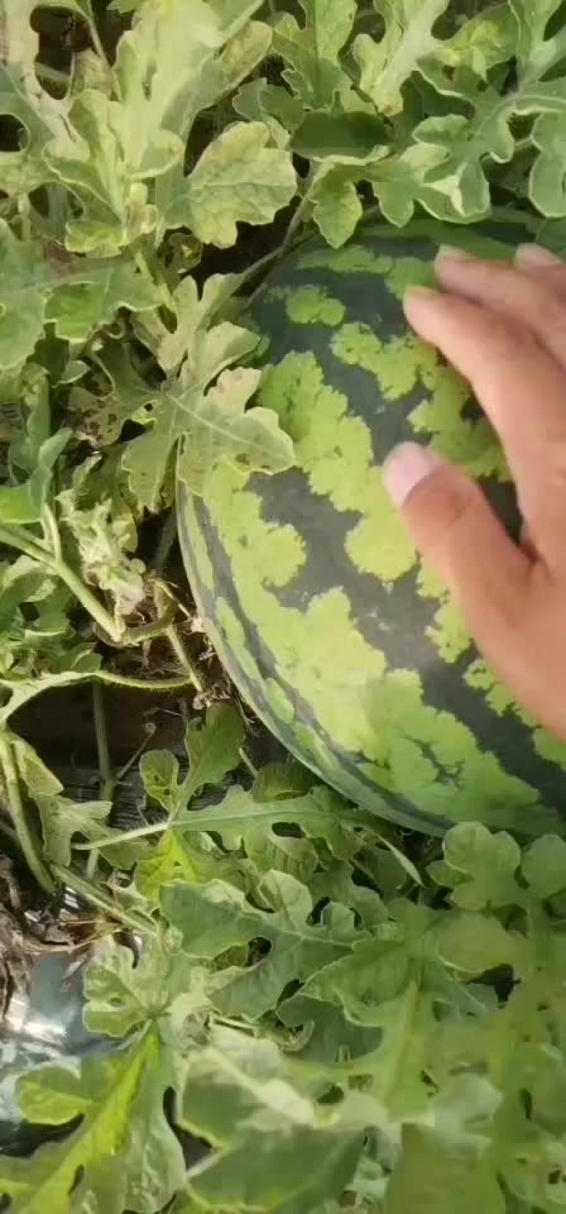 东北西瓜
