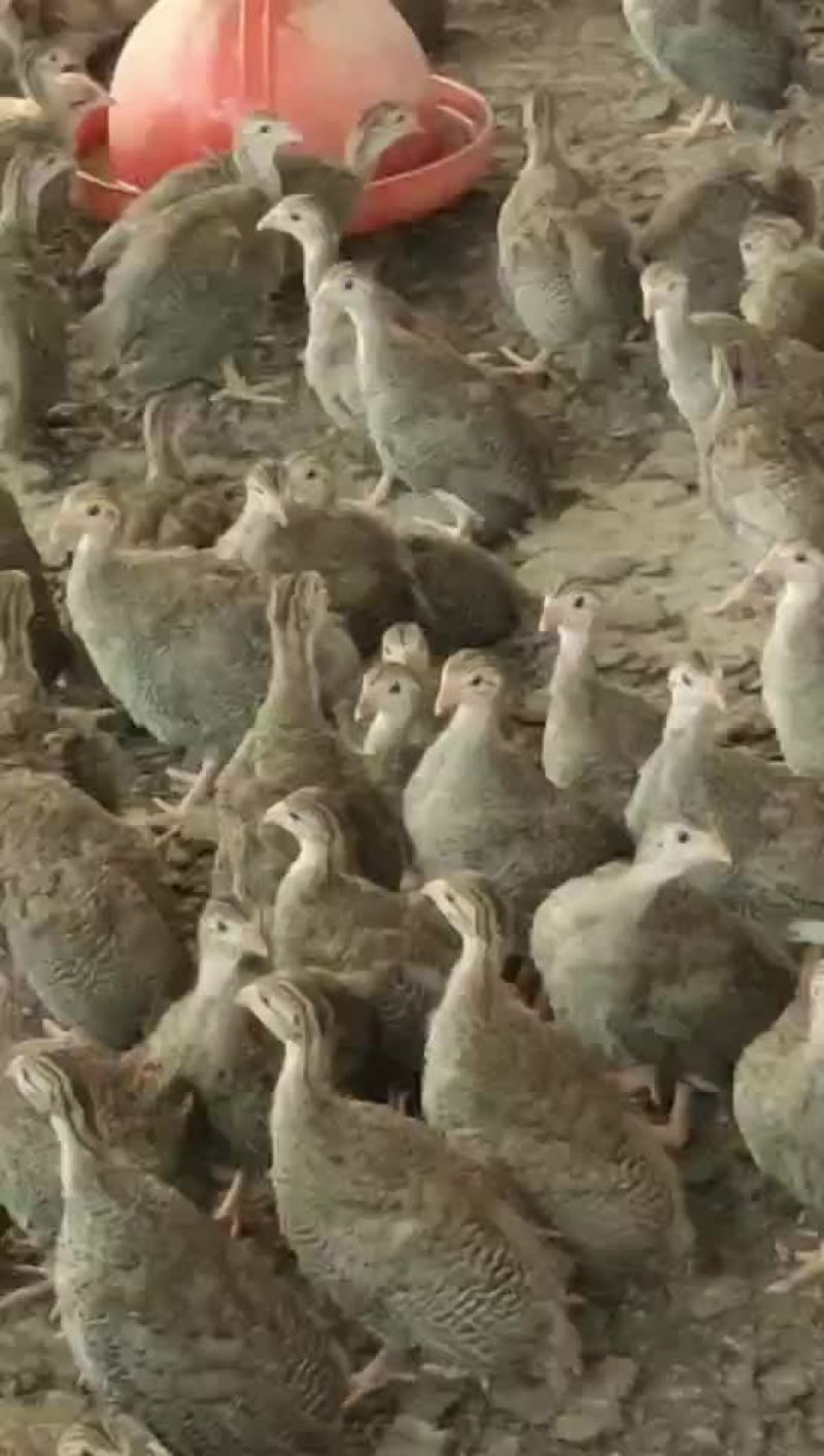红瑶脱温鸡苗黑羽高产麻羽土鸡蛋鸡疫苗做好包运输路活