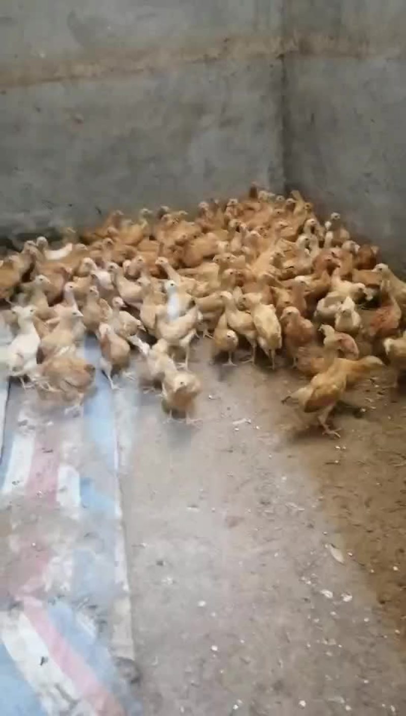 红瑶脱温鸡苗黑羽高产麻羽土鸡蛋鸡疫苗做好包运输路活