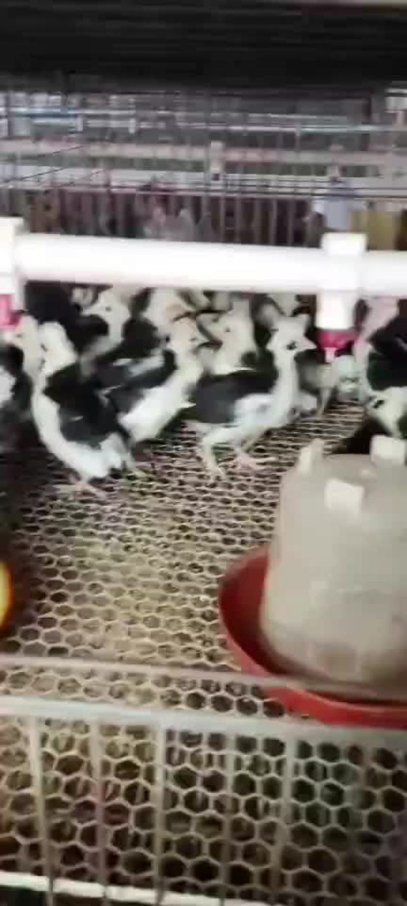 红瑶脱温鸡苗黑羽高产麻羽土鸡蛋鸡疫苗做好包运输路活