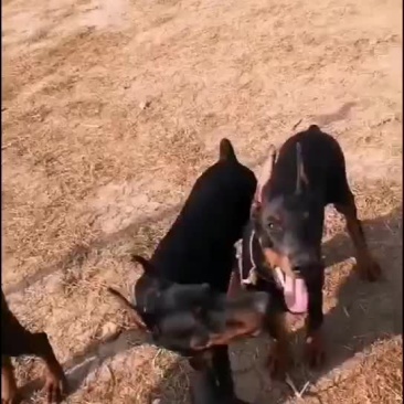 杜宾犬，三个月，自养自销，疫苗齐全，全国包邮，纯血统