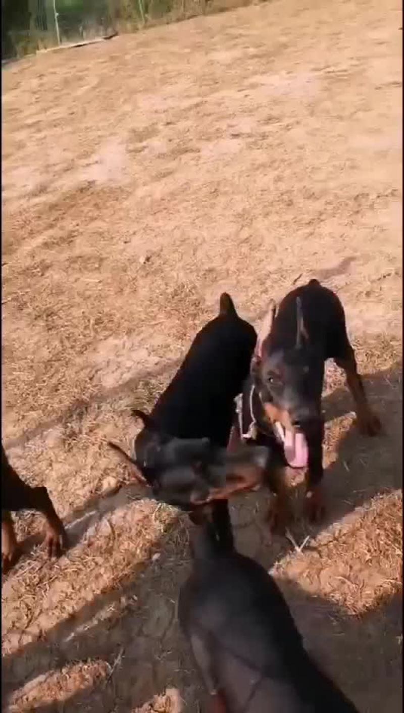 杜宾犬，三个月，自养自销，疫苗齐全，全国包邮，纯血统