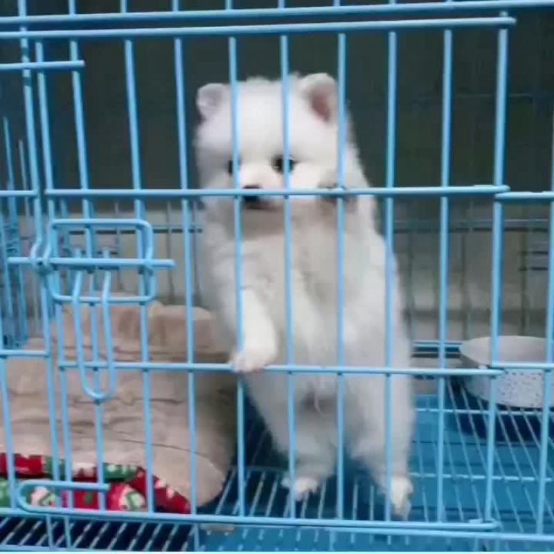 博美，自养自销，疫苗齐全，全国包邮，