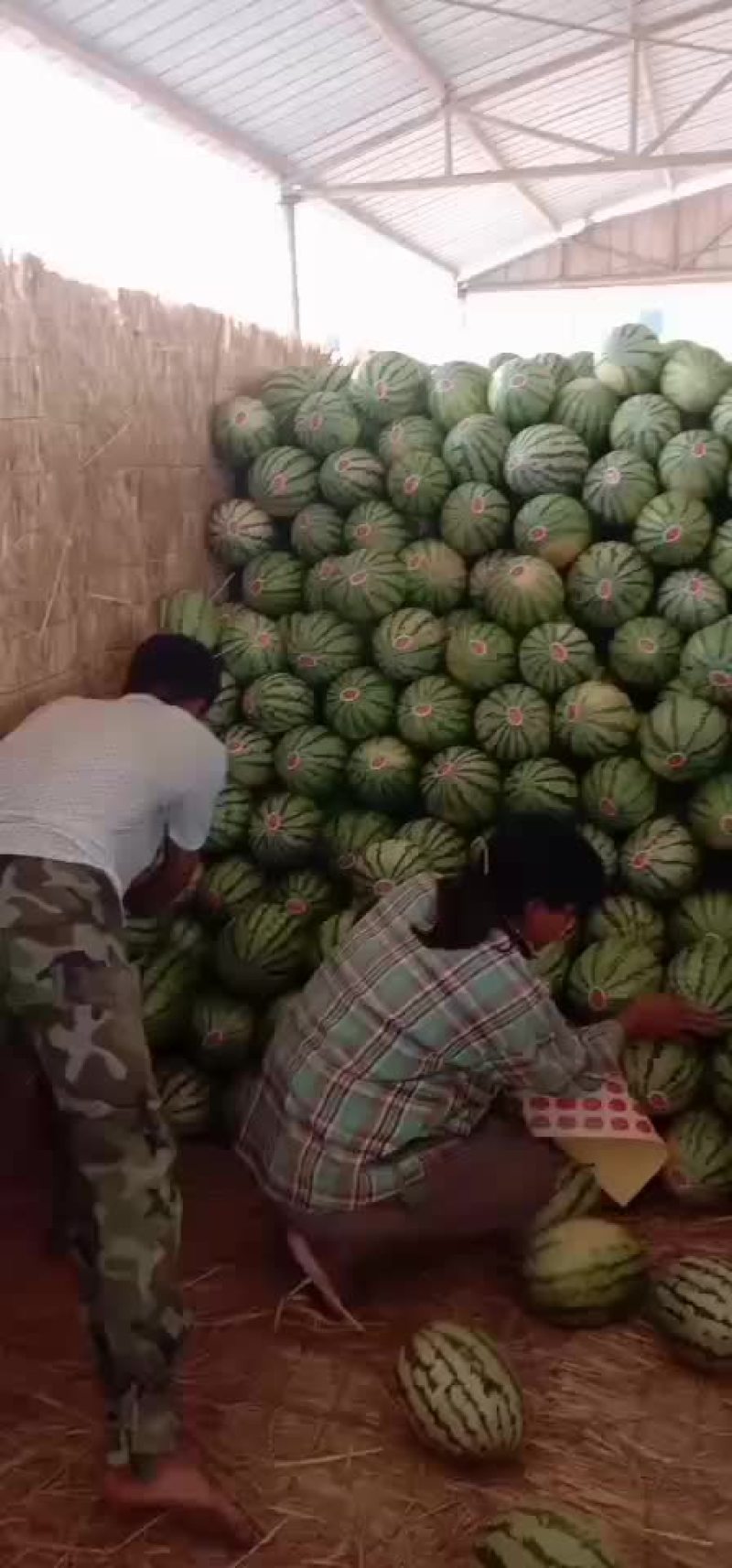 宁夏硒砂瓜