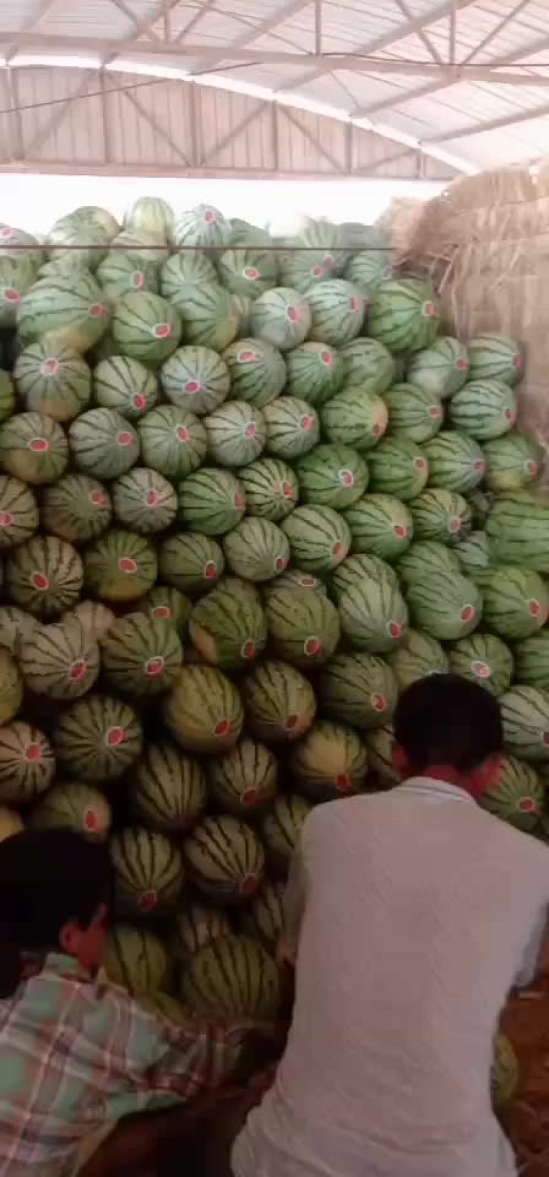 宁夏硒砂瓜