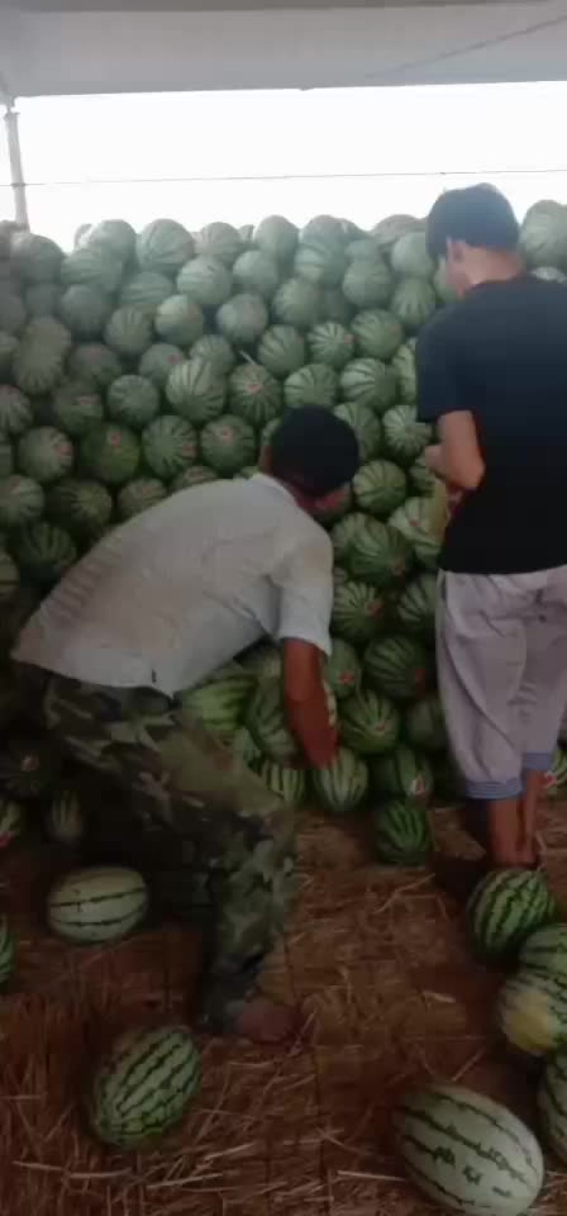 宁夏硒砂瓜