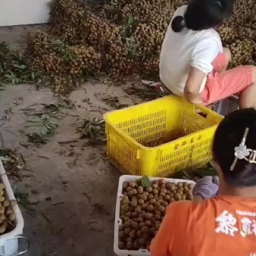 龙眼