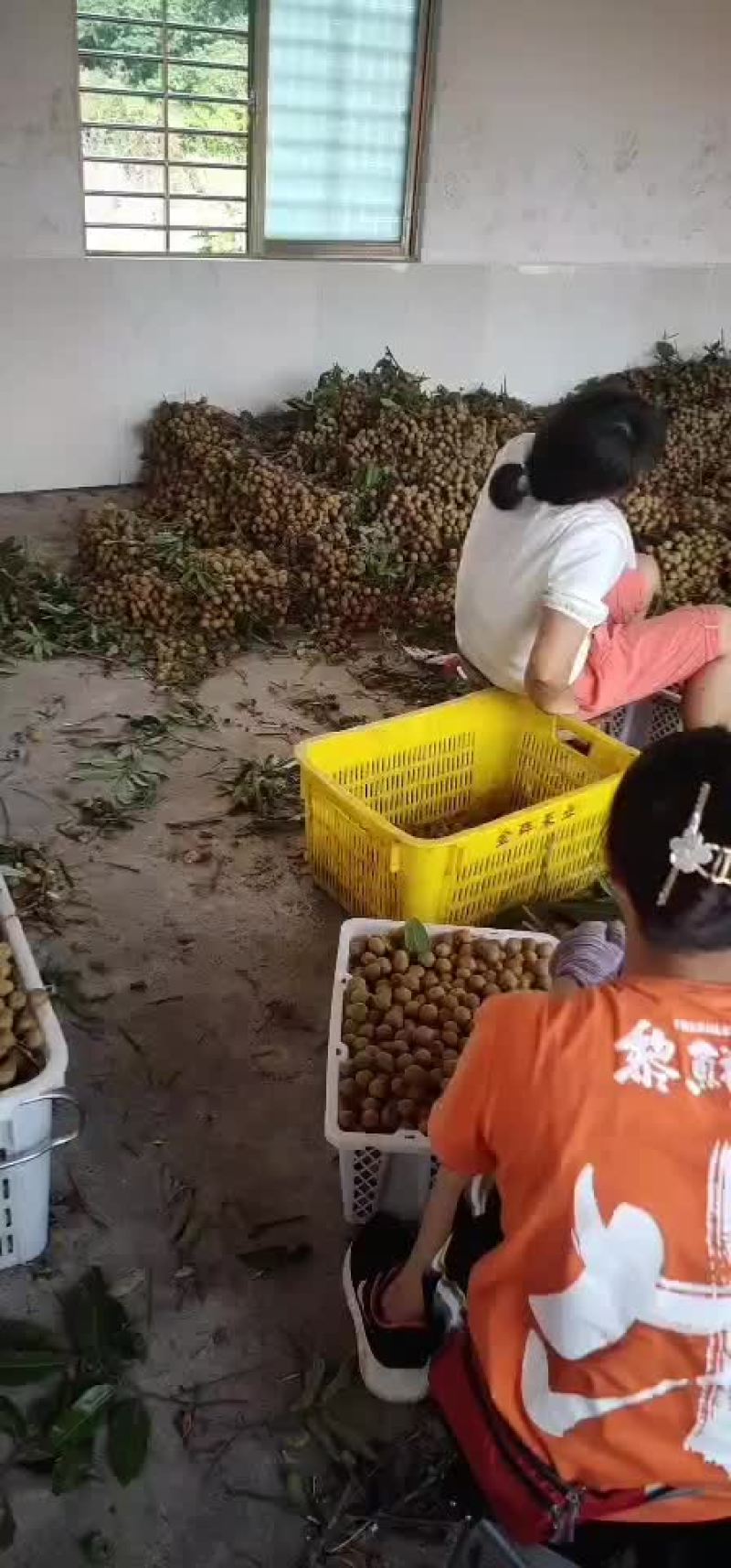 龙眼