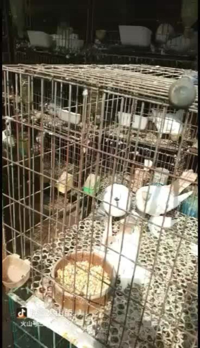 交各位朋友位养鸽观赏鵅