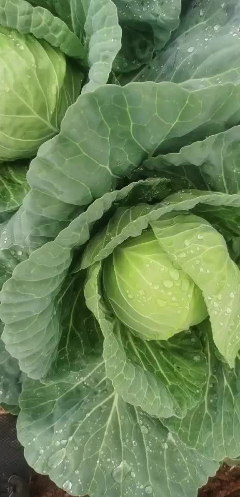 圆包菜