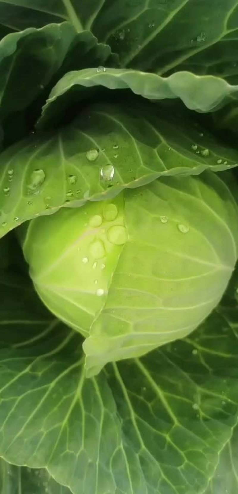 圆包菜