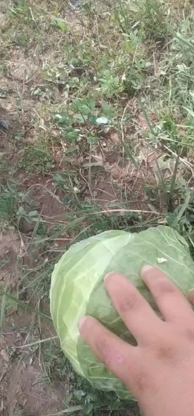 甘蓝