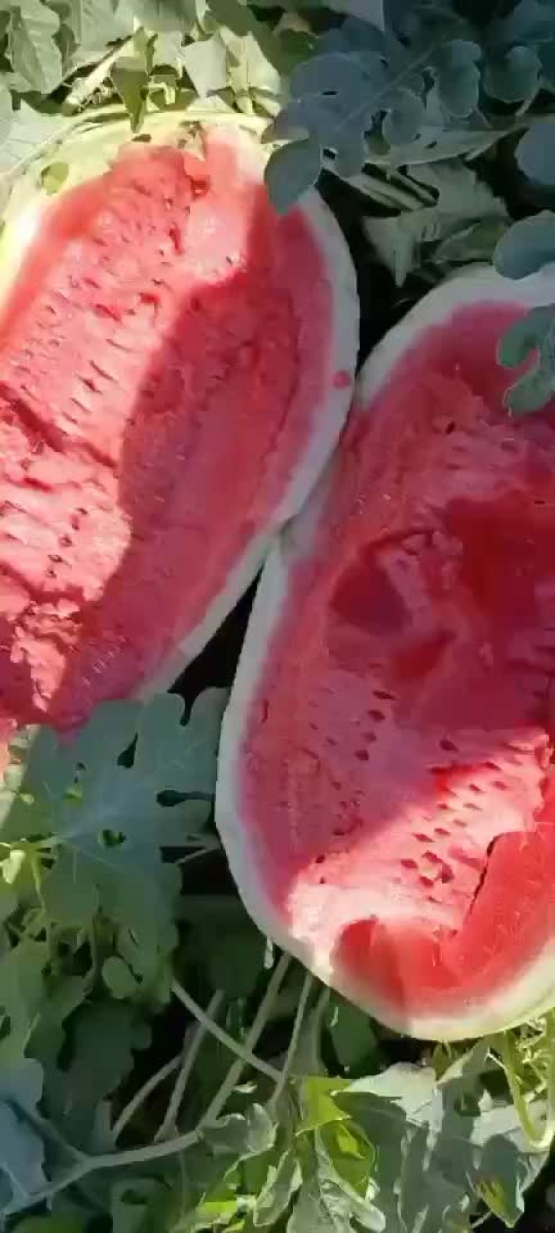 新疆金城5号大西瓜，自己1000亩