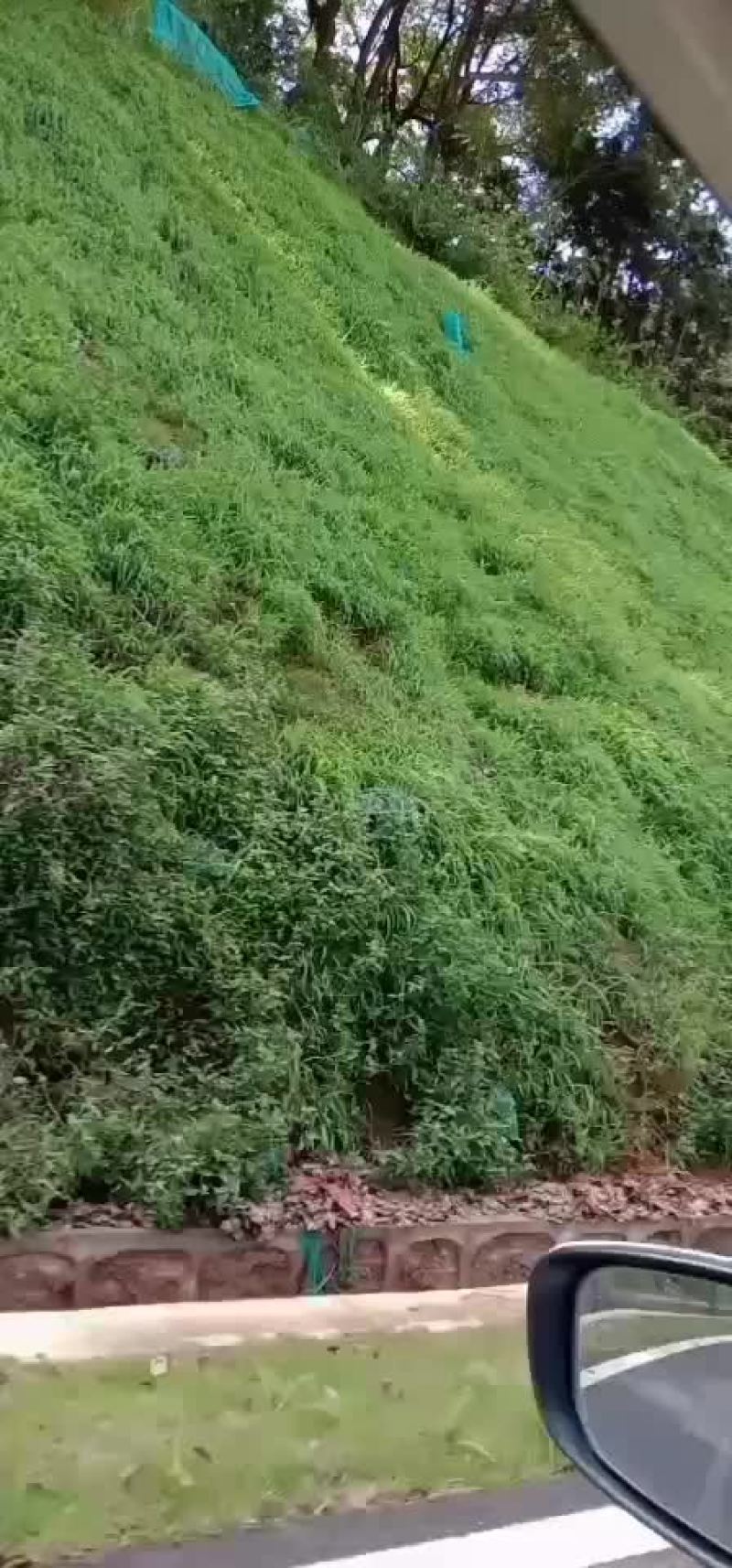 喷播绿化，矿山复绿工程，各种草皮，诚信合作，合作共赢66
