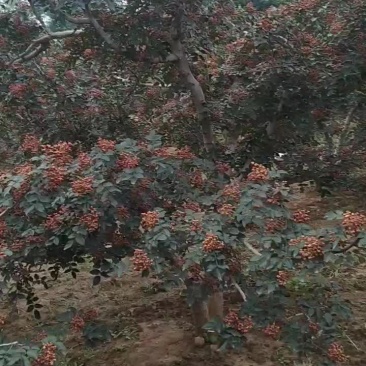 花椒大量上市了，颜色红，麻度浓，质优量大价实，欢迎采购