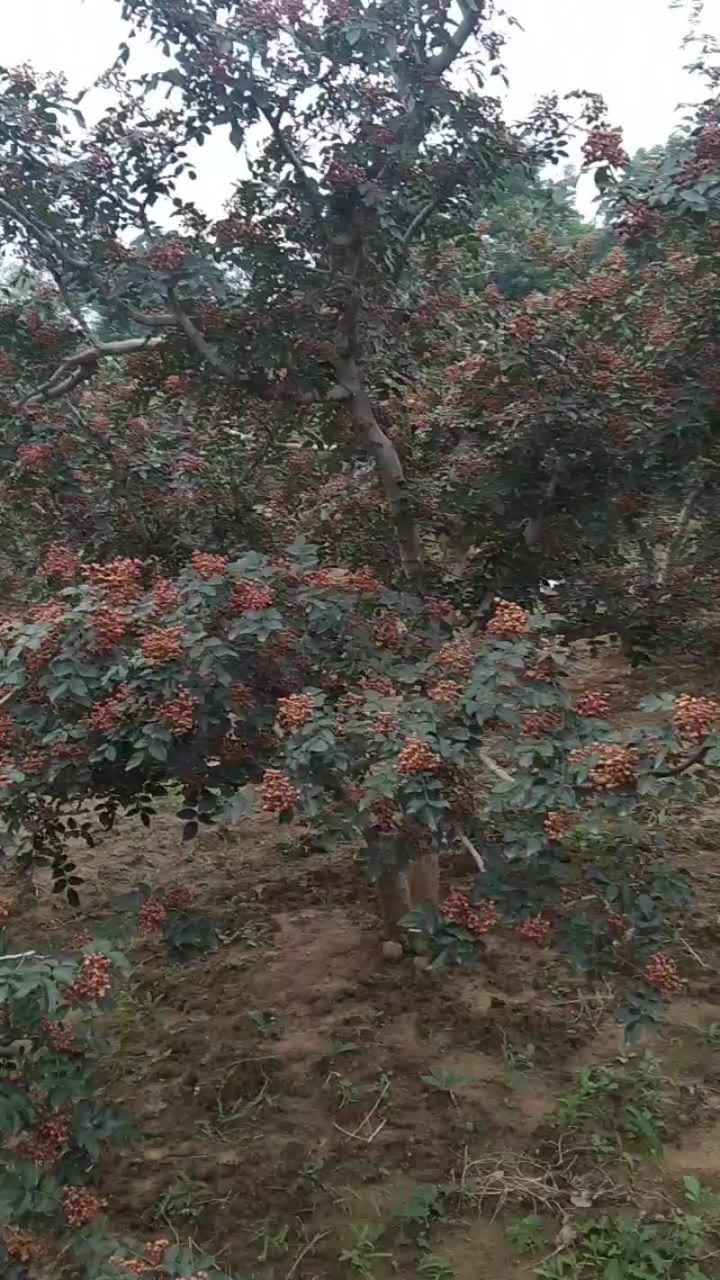 花椒大量上市了，颜色红，麻度浓，质优量大价实，欢迎采购