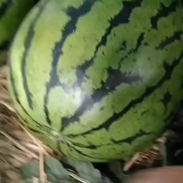 西瓜漏