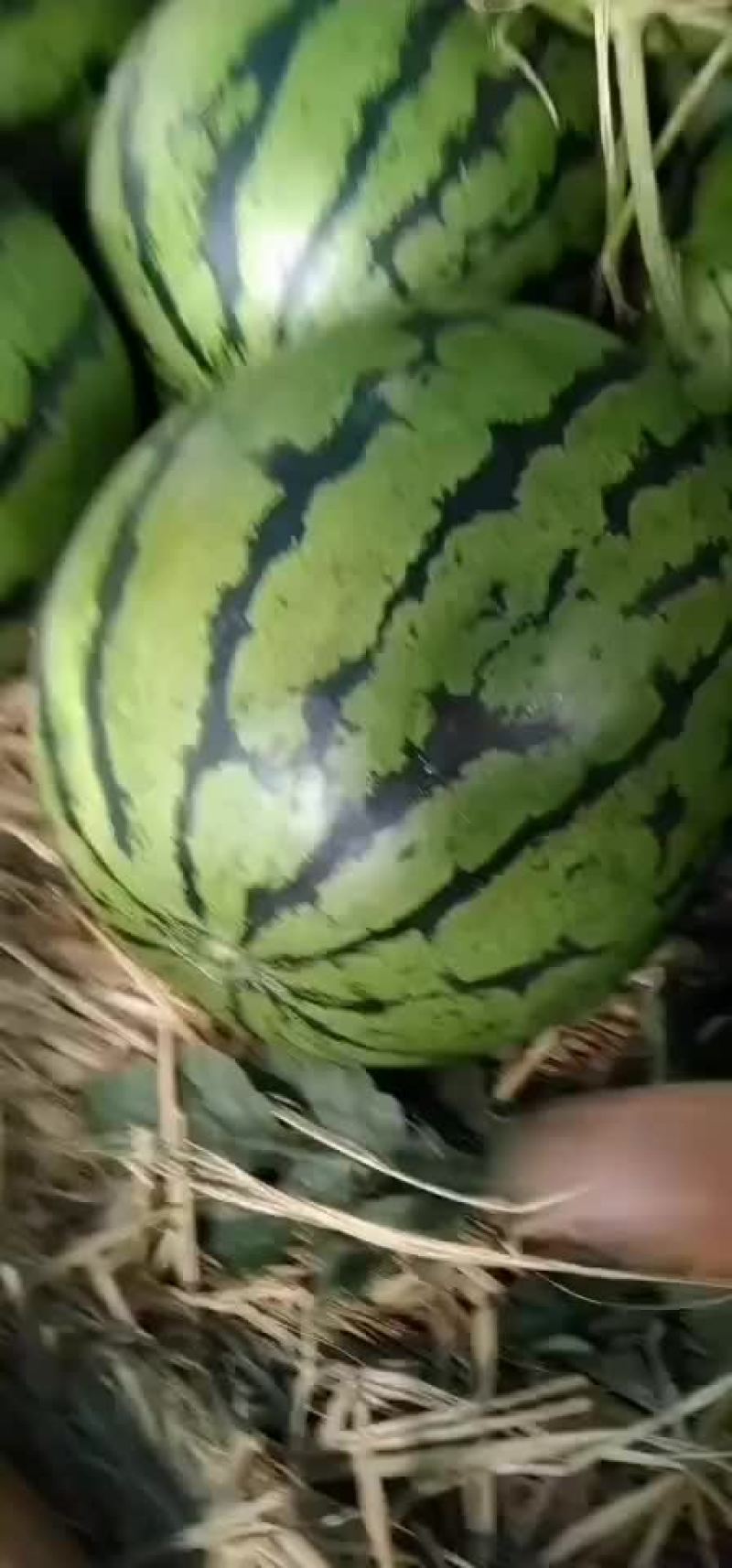西瓜漏