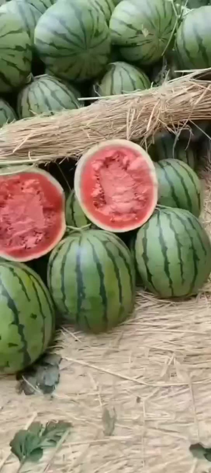 西瓜漏