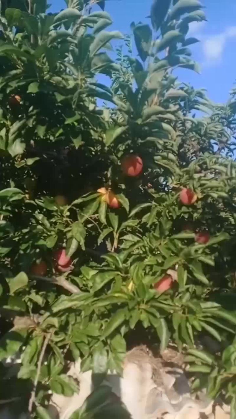 盖县大李子大量有货
