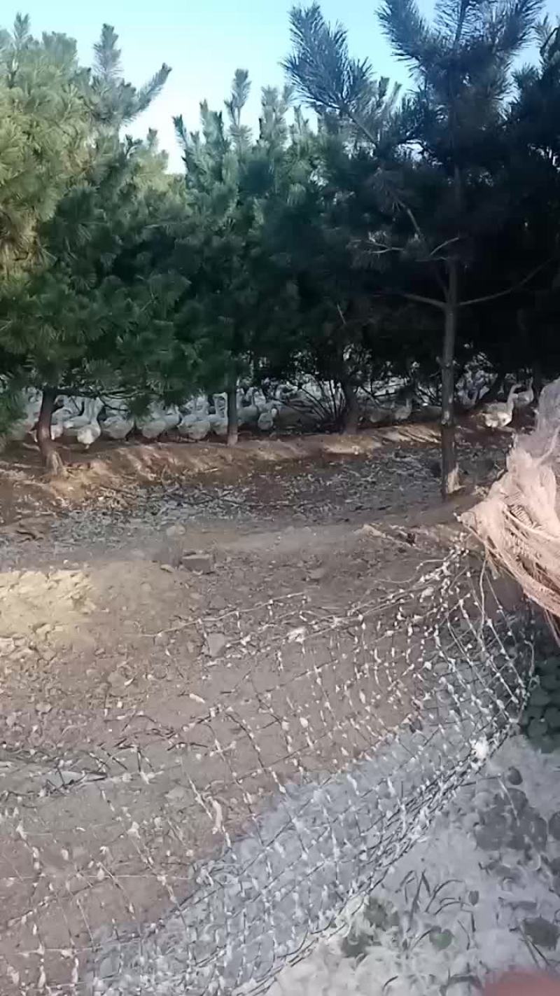 120天的大三花