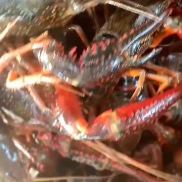 大闸蟹