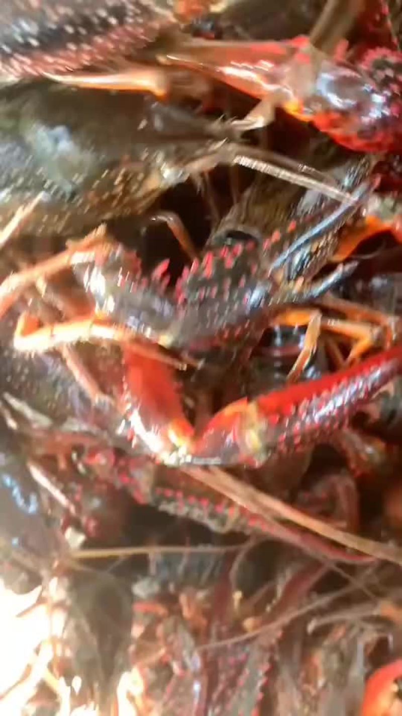 大闸蟹