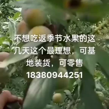凤凰李