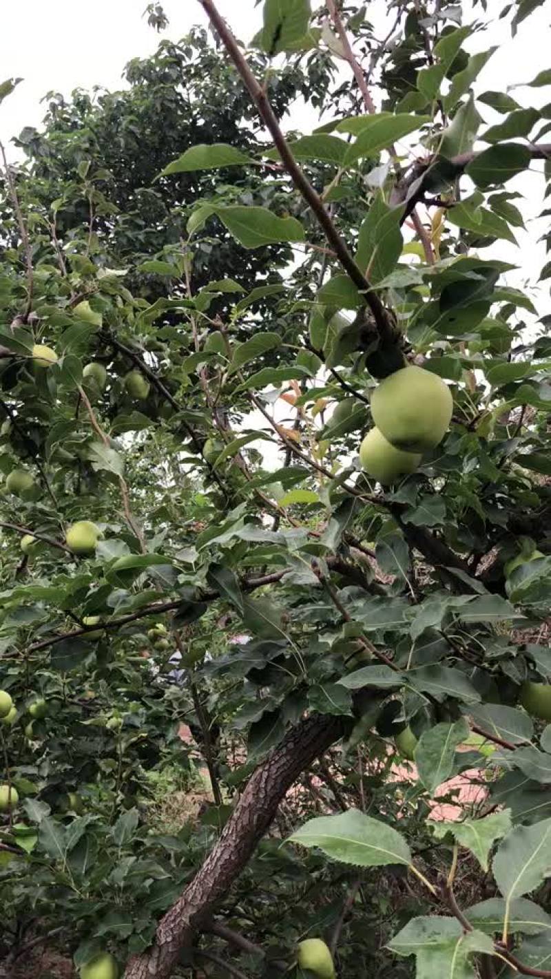 梨