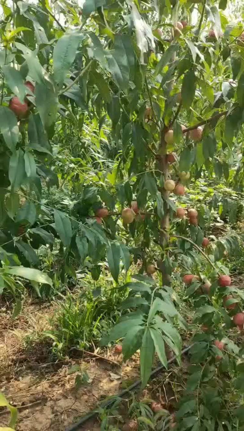 珍珠枣油桃成熟了