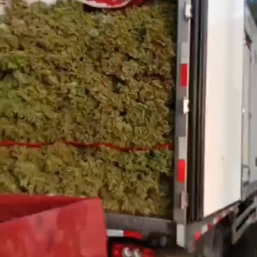 精品豇豆