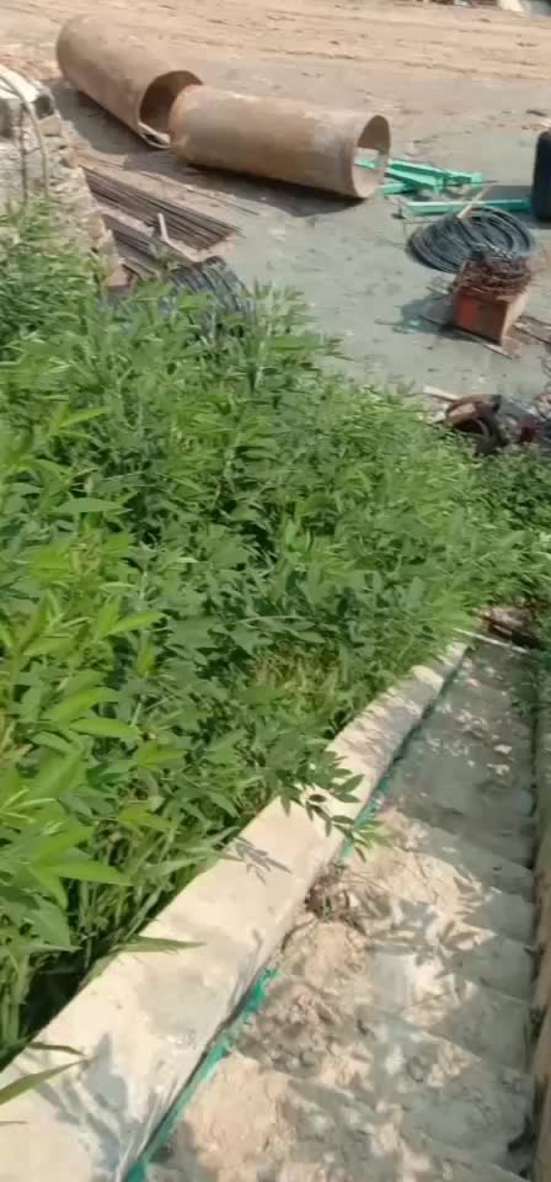 喷播绿化，矿山复绿工程，各种草皮，诚信合作，合作共赢66