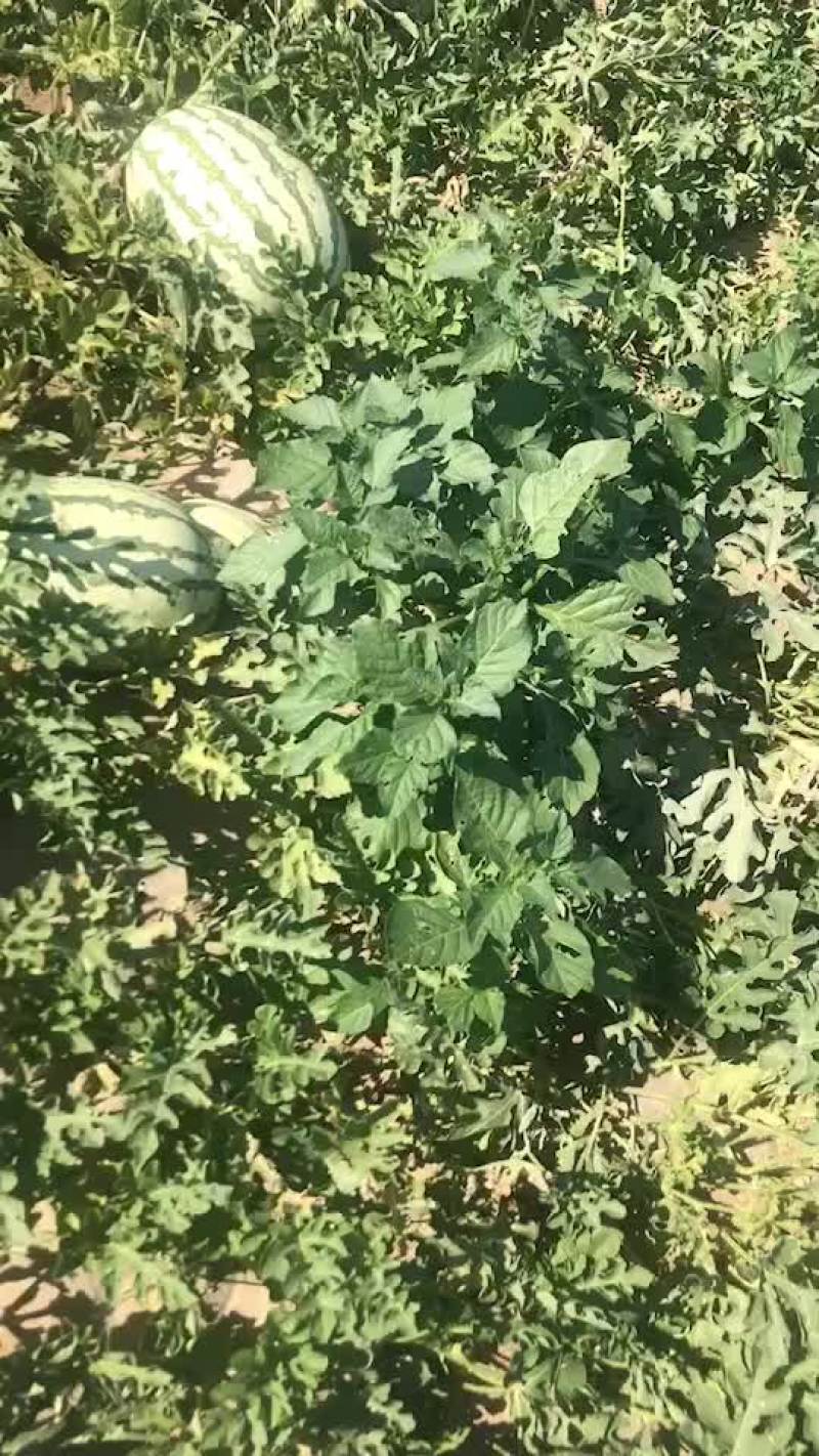 新疆吐鲁番大西瓜，自己亲戚种1000亩