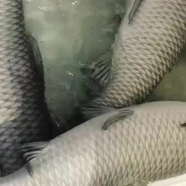 大青鱼