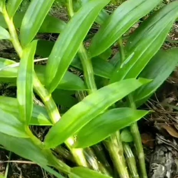 大山里野生石斛
