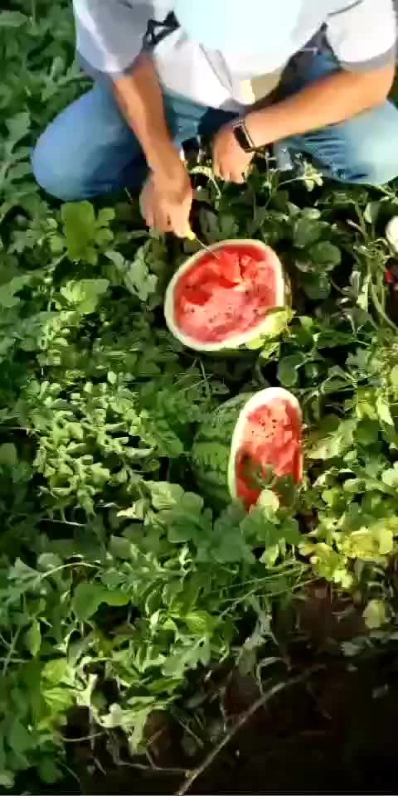 东北地雷瓜大量上市了